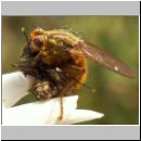 Scatophaga sp - Dungfliege 03b.jpg